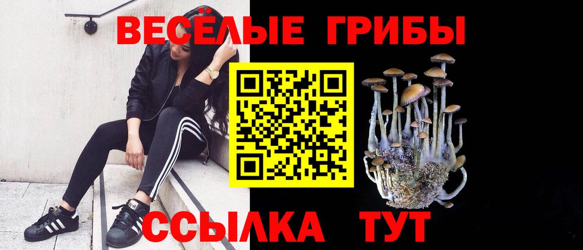 Галлюциногенные грибы Psilocybe Армавир